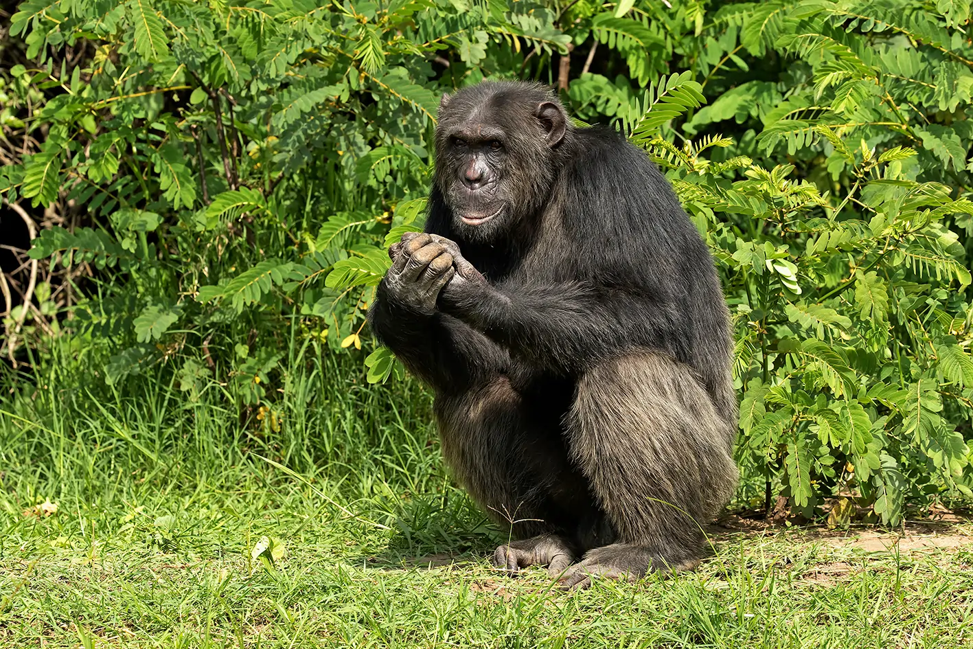 7 Days Uganda Gorillas & Chimpanzees Experience